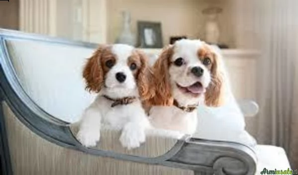cuccioli di bulldog inglese maschio e femmina | Foto 2