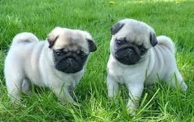 simpatici cuccioli di bulldog inglese pronti | Foto 3