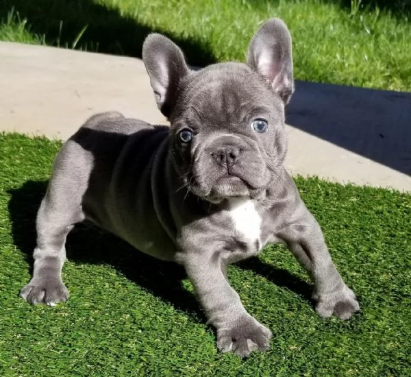 simpatici cuccioli di bulldog inglese pronti | Foto 2