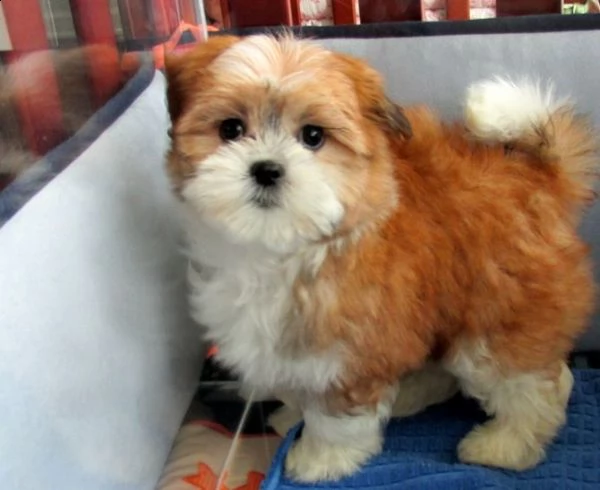 shihtzu