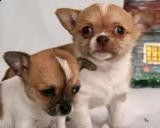 chihuahua 