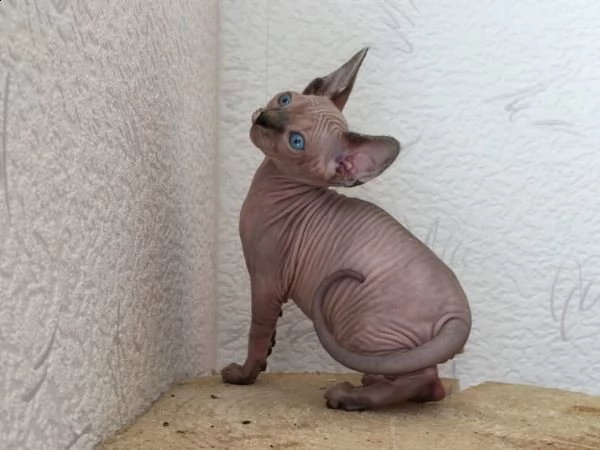 bellissimo gattino canadese sphynx