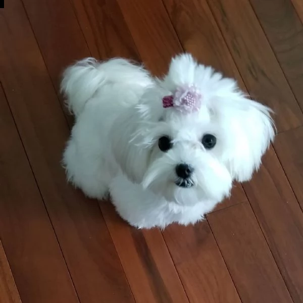 regalo maltese /////////