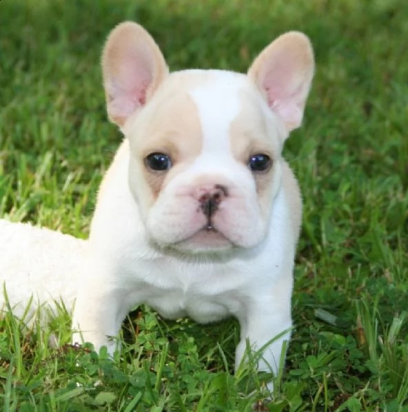 cuccioli di bulldog francese 