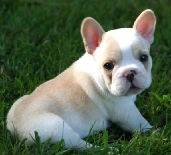 cuccioli di bulldog francese  | Foto 0