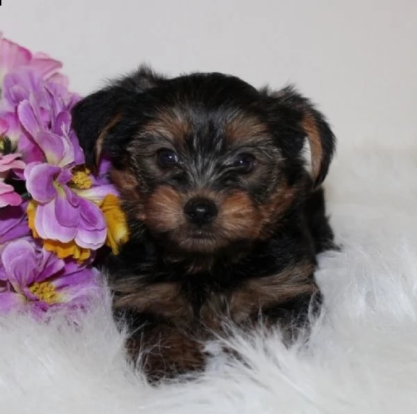 cuccioli yorkshire in adozione | Foto 0