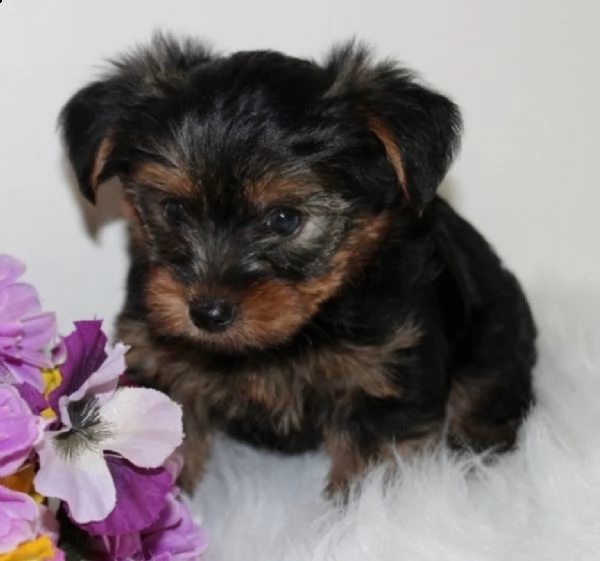 cuccioli yorkshire in adozione