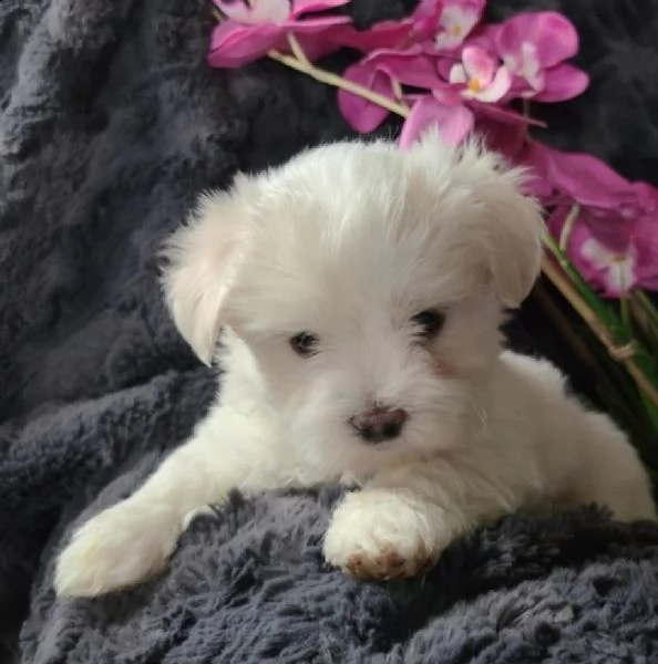cuccioli maltesi | Foto 1