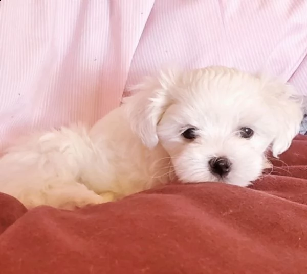 cuccioli maltesi