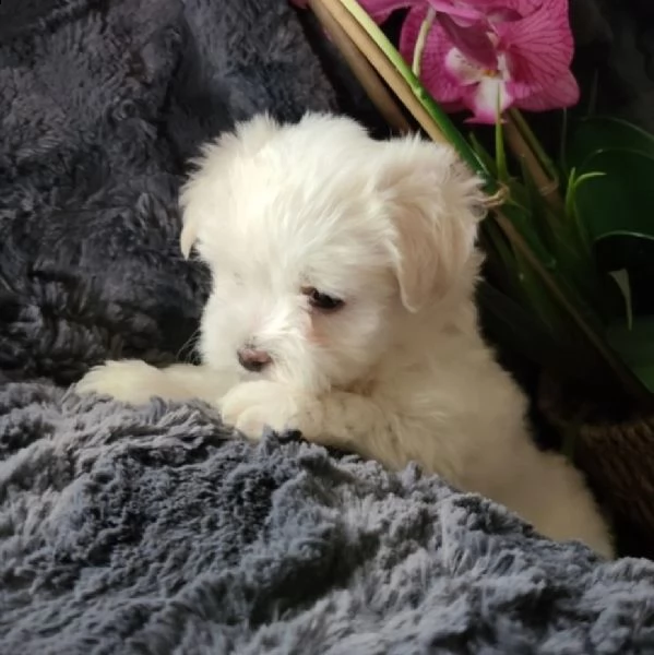 cuccioli maltesi | Foto 0