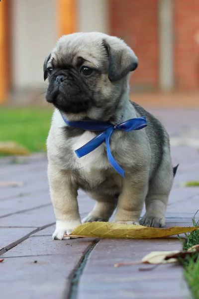 cuccioli carlino toy maschi femmine | Foto 2