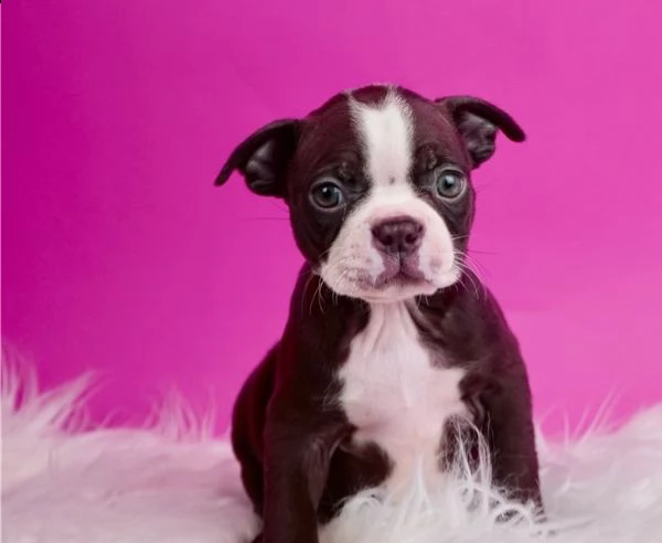 regalo cuccioli di boston terrier disponiamo di una cucciolata di boston terrier ,con microchip,2 va