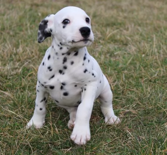 regalo dalmata disponiamo di una cucciolata di dalmata , i cuccioli verranno dato dopo 90 giorni dal