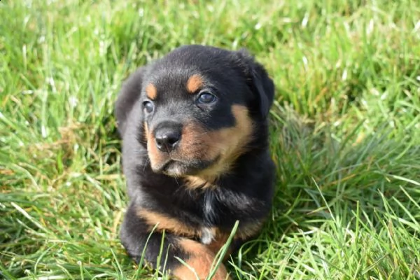 regalo cuccioli di rottweiler in pronta consegna i cuccioli verranno dato dopo 90 giorni dalla nasci