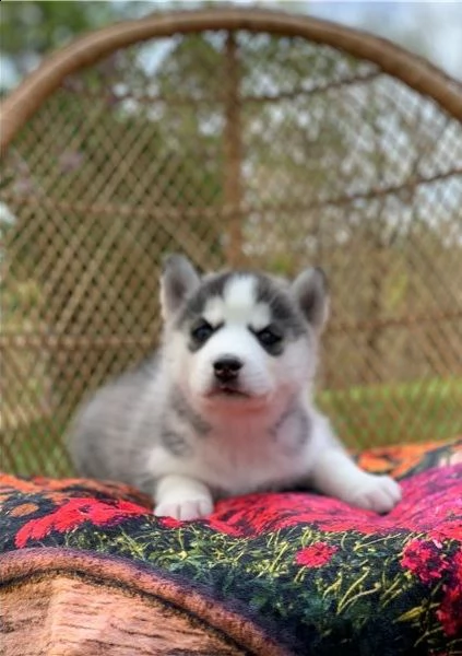 dolci cuccioli di husky siberiano | Foto 2