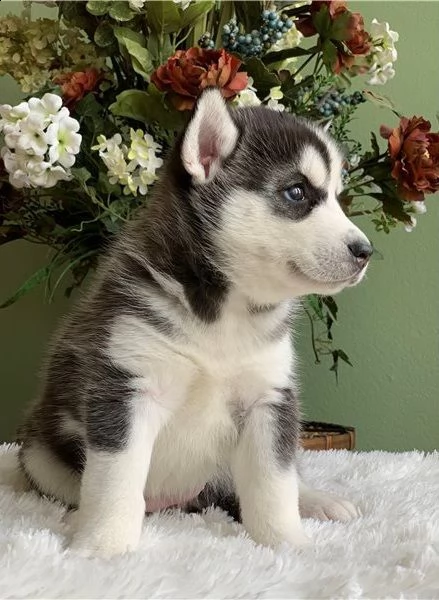 dolci cuccioli di husky siberiano | Foto 1