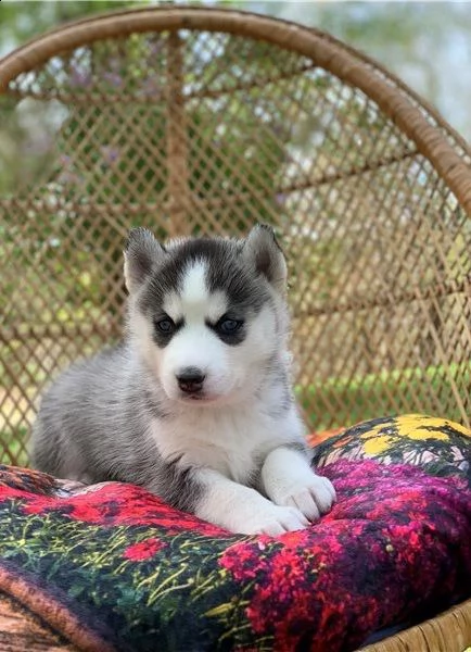 dolci cuccioli di husky siberiano | Foto 0
