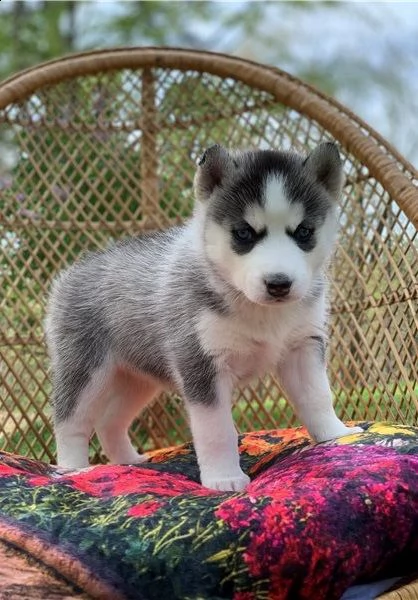 dolci cuccioli di husky siberiano
