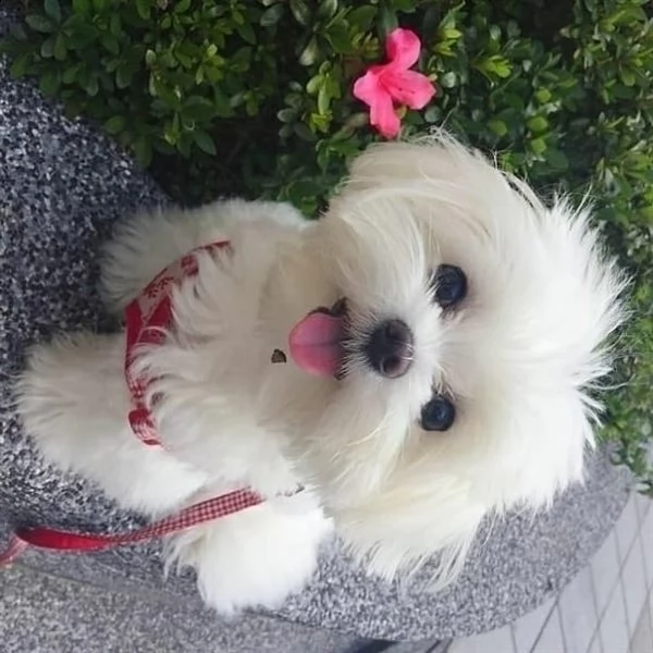 #####maltese toy####