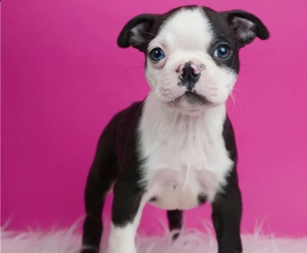 regalo cuccioli di boston terrier