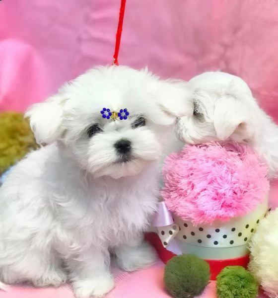 disponibile cucciolo bichón maltese