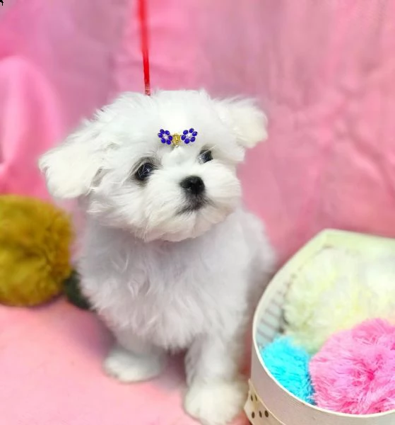 disponibile cucciolo bichón maltese | Foto 2