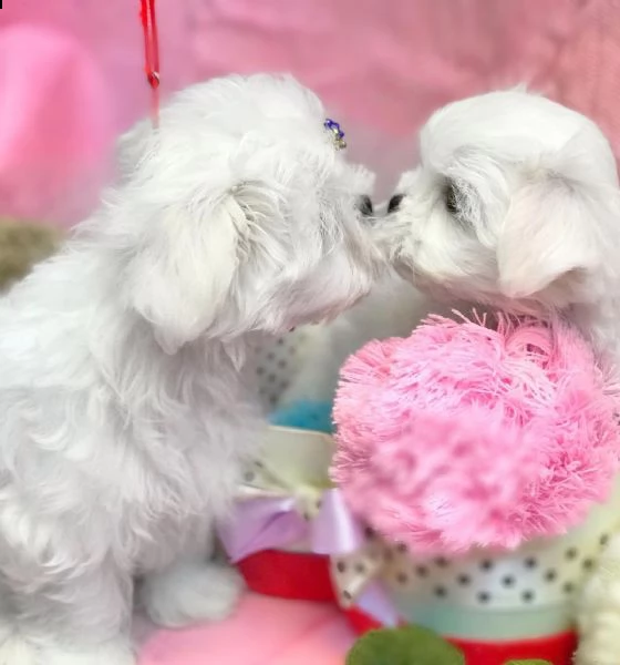 disponibile cucciolo bichón maltese | Foto 1