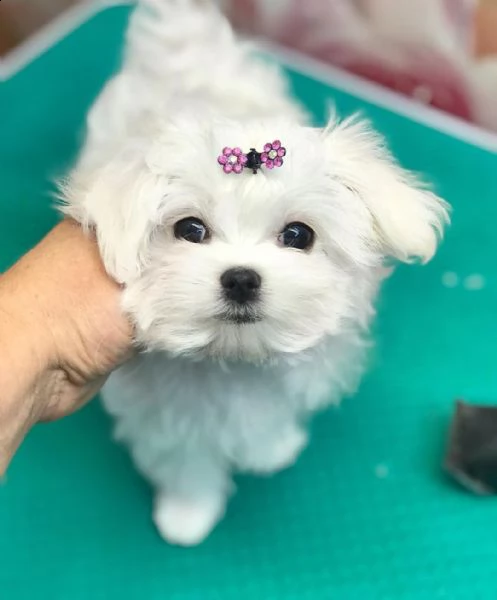 disponibile cucciolo bichón maltese | Foto 0