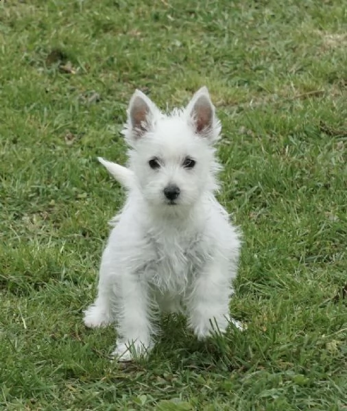 regalo highlander | Foto 0