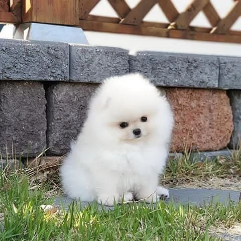 [at]pomeranian[at] | Foto 0