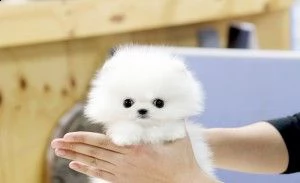cuccioli di pomerania pronti ora