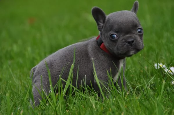 cuccioli di bulldog francese esotico | Foto 1