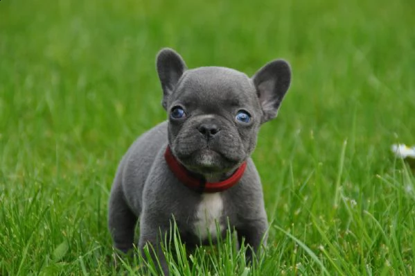 cuccioli di bulldog francese esotico | Foto 0