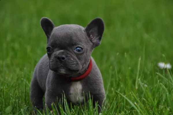 cuccioli di bulldog francese esotico