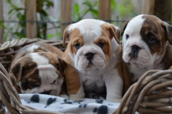 cuccioli di bulldog inglese disponibili