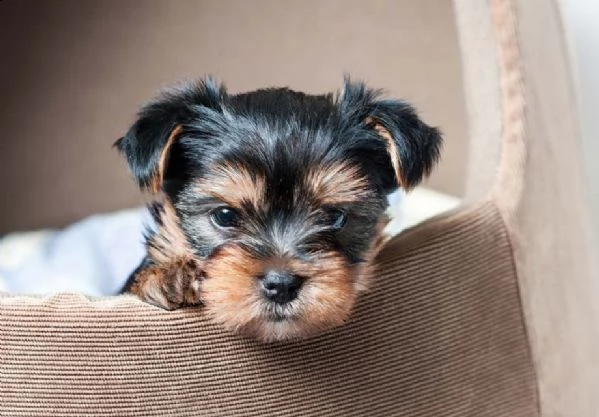 simpatico cucciolo di yorkshire terrier | Foto 1