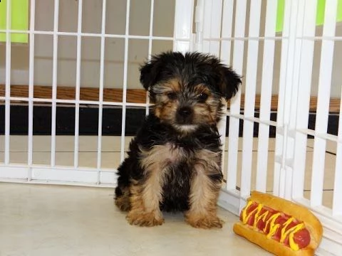 simpatico cucciolo di yorkshire terrier | Foto 0