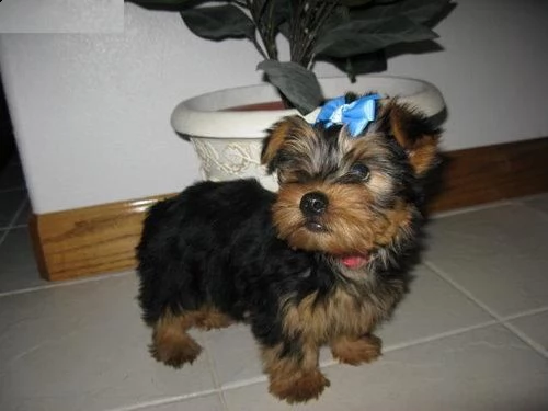 simpatico cucciolo di yorkshire terrier
