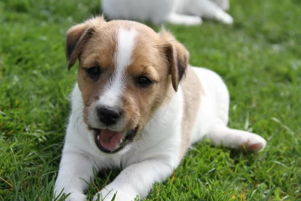 cuccioli jack russell terrier | Foto 1