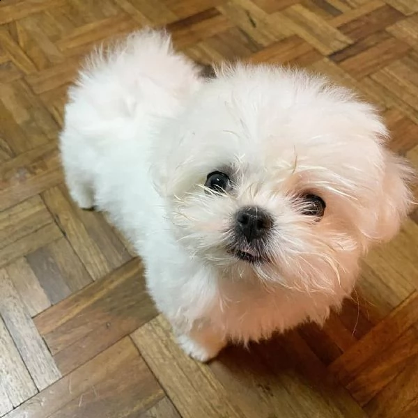 regalo maltese.  toy###