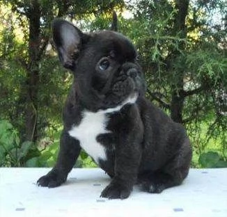 vendita cuccioli bouledogue francese blue occhi azzurri