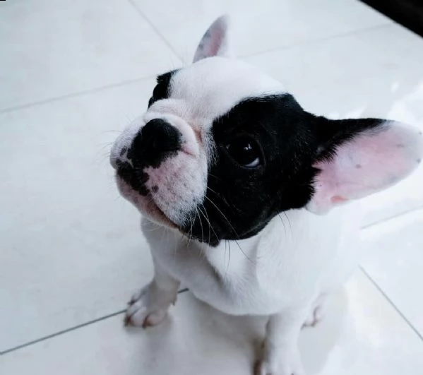  regalo bouledogue francese