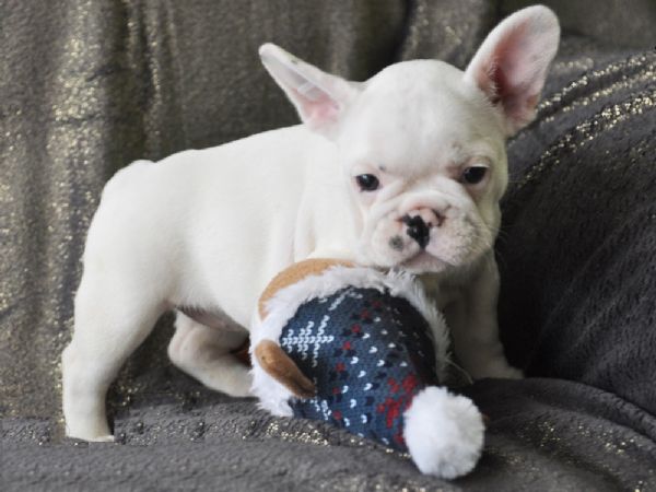 fantastico francese cuccioli di bulldog | Foto 0