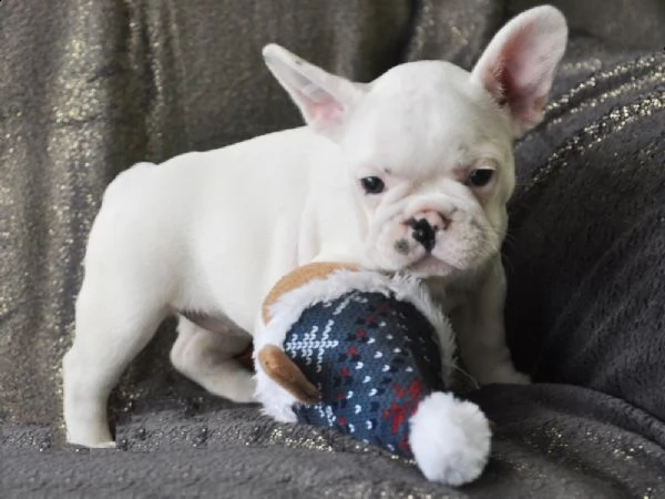 fantastico francese cuccioli di bulldog | Foto 0
