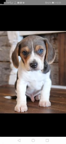 regalo beagle