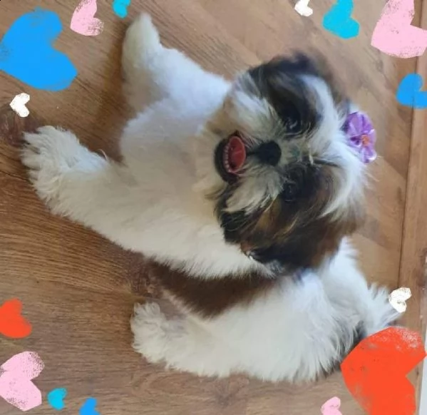  regalo shih-tzu  toy(()))