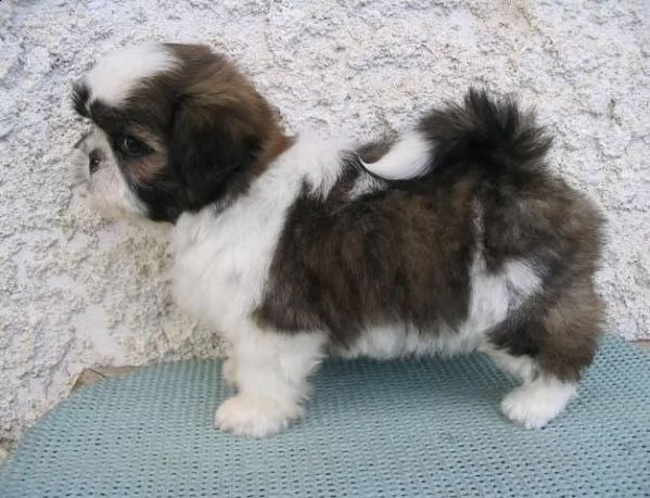   regalo shih-tzu  toy(())) | Foto 0