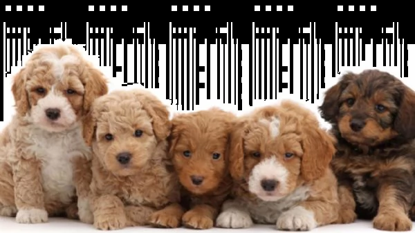 cuccioli di labradoodle in vendita