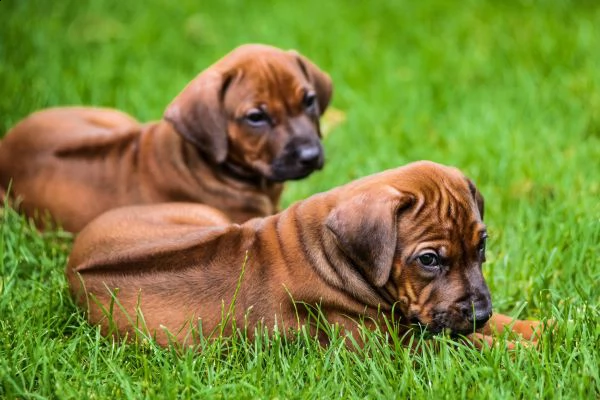bellissimi cuccioli di rhodesian ridgeback in adozione
