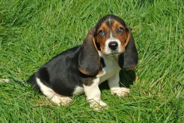 disponibili due cuccioli di bassethound